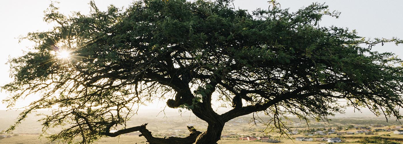 Lessening Our Footprint 