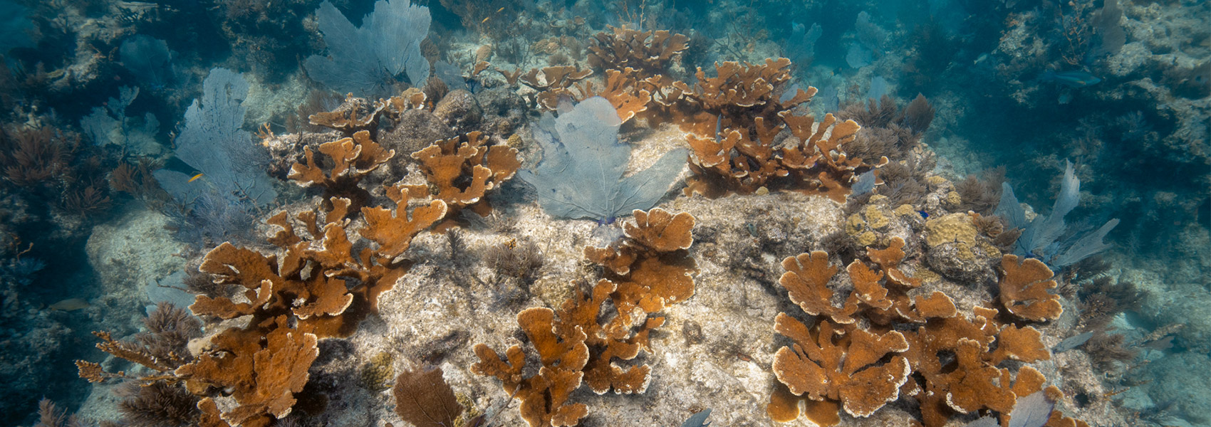 Oris launches new timepiece in support of the Coral Restoration Foundation