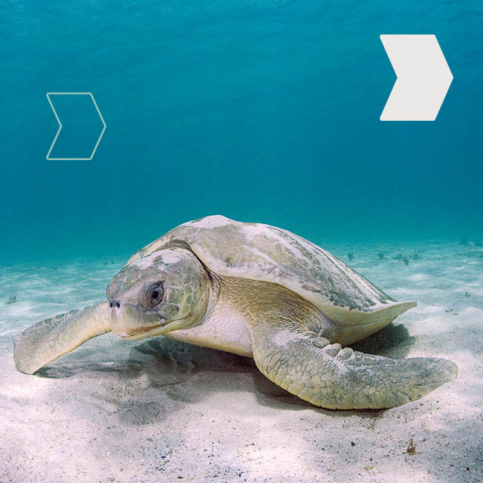 Duty Free Dynamics & ORIS supporting the ‘Save the Turtles’ Foundation in Playa Venao, Panama